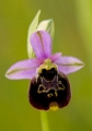 Hommelorchis 2013 -001